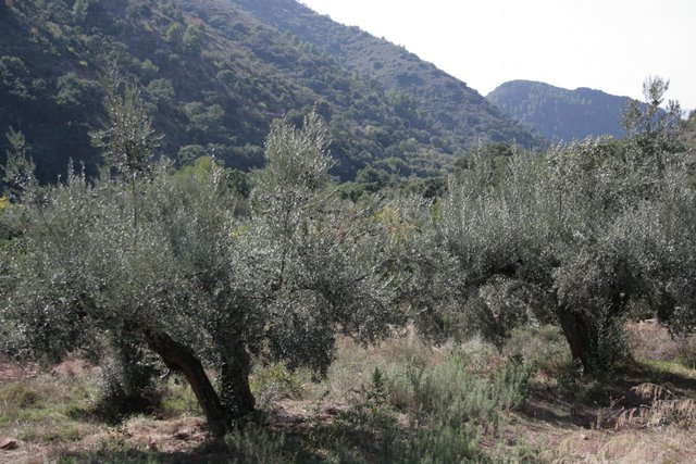 olivar de sierra da mejor madera de olivo